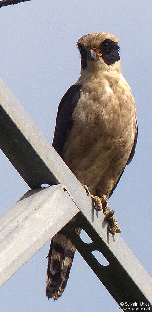 Laughing Falcon