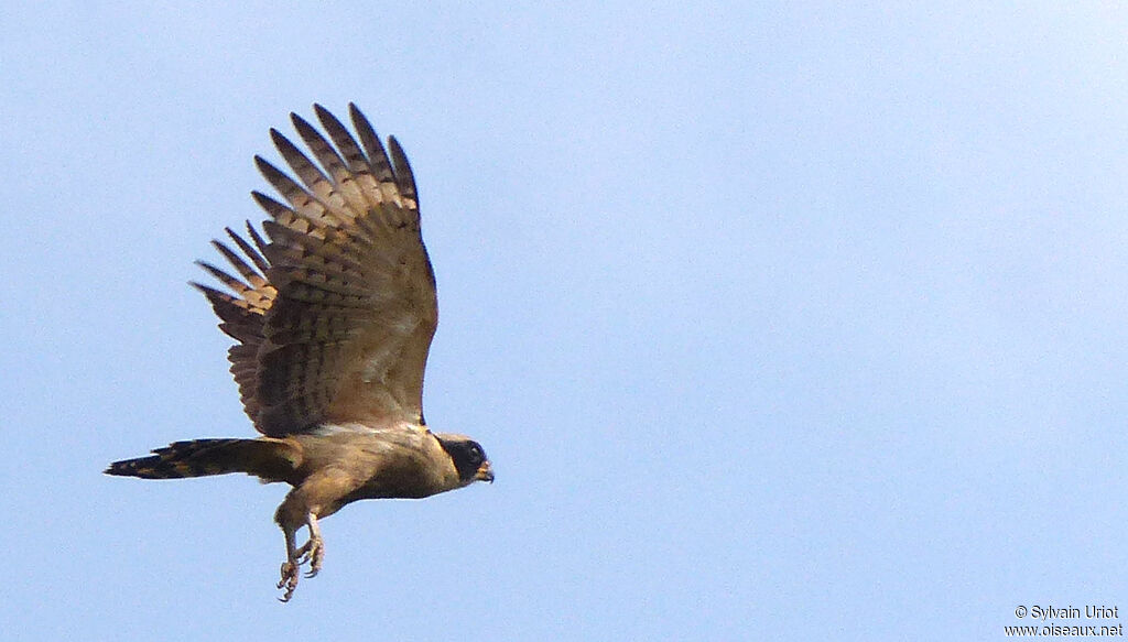 Laughing Falcon