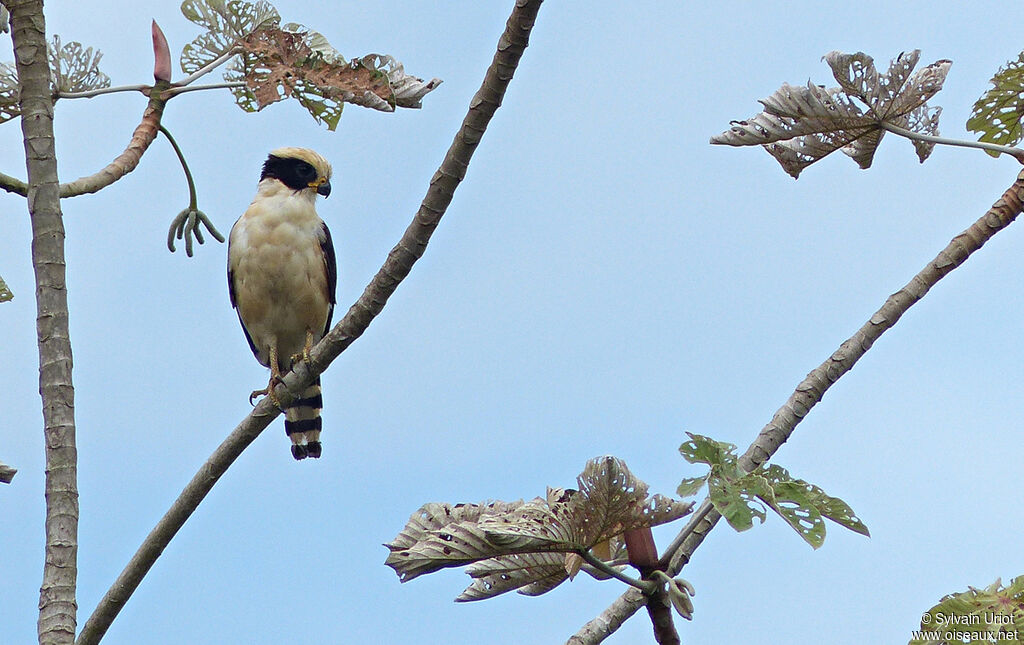 Macagua rieuradulte