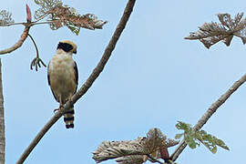 Laughing Falcon