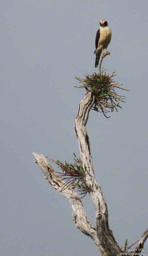 Macagua rieuradulte