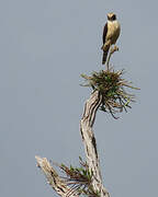 Laughing Falcon