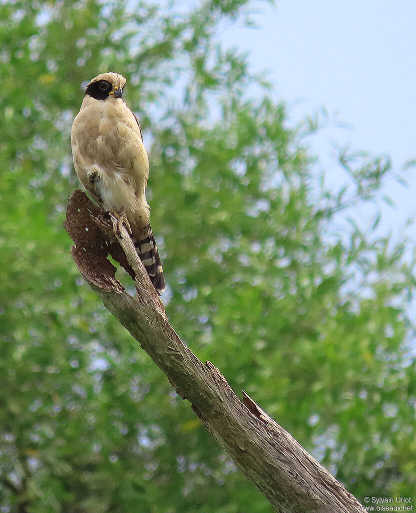 Macagua rieuradulte