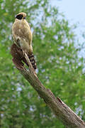 Laughing Falcon