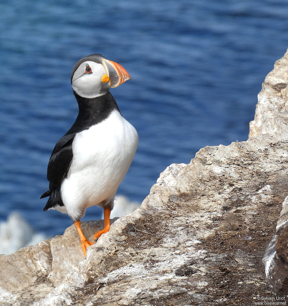 Atlantic Puffinadult