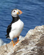 Atlantic Puffin