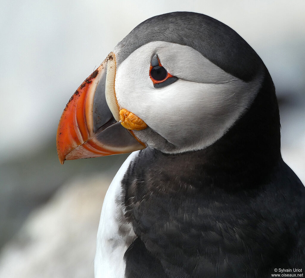 Atlantic Puffinadult