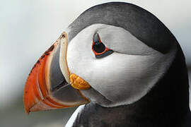 Atlantic Puffin