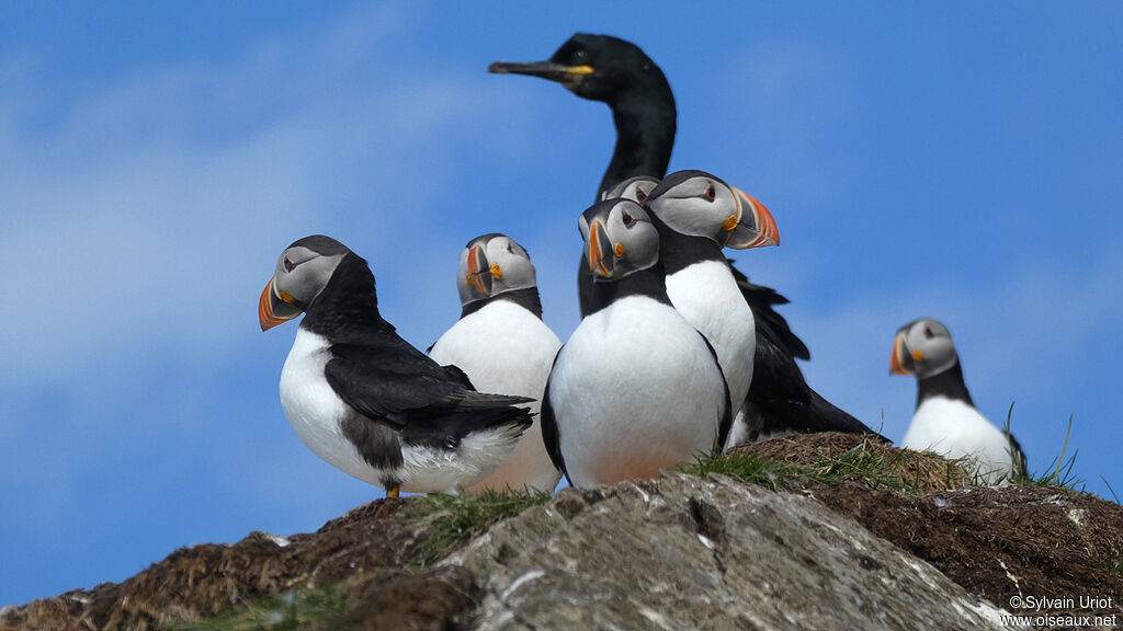 Atlantic Puffin