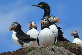 Atlantic Puffin