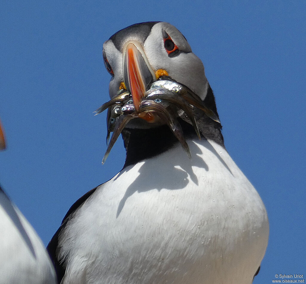 Atlantic Puffinadult