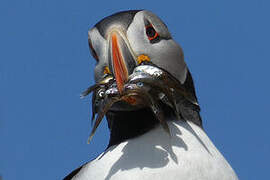 Atlantic Puffin