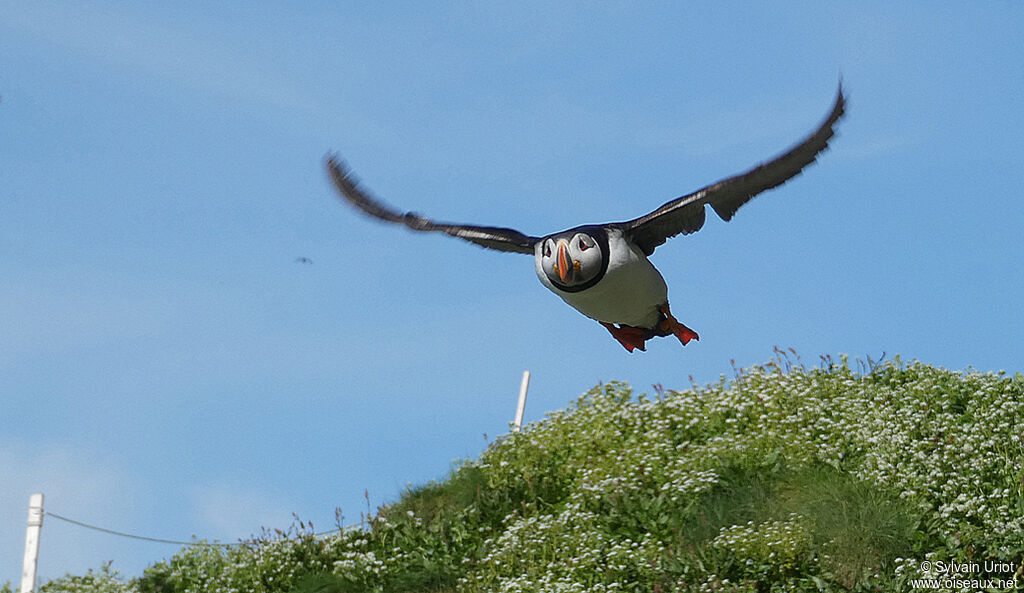 Atlantic Puffinadult