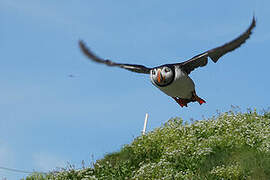 Atlantic Puffin