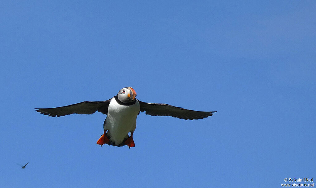 Atlantic Puffinadult