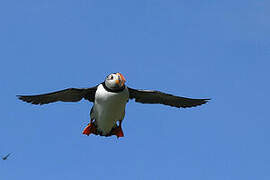 Atlantic Puffin