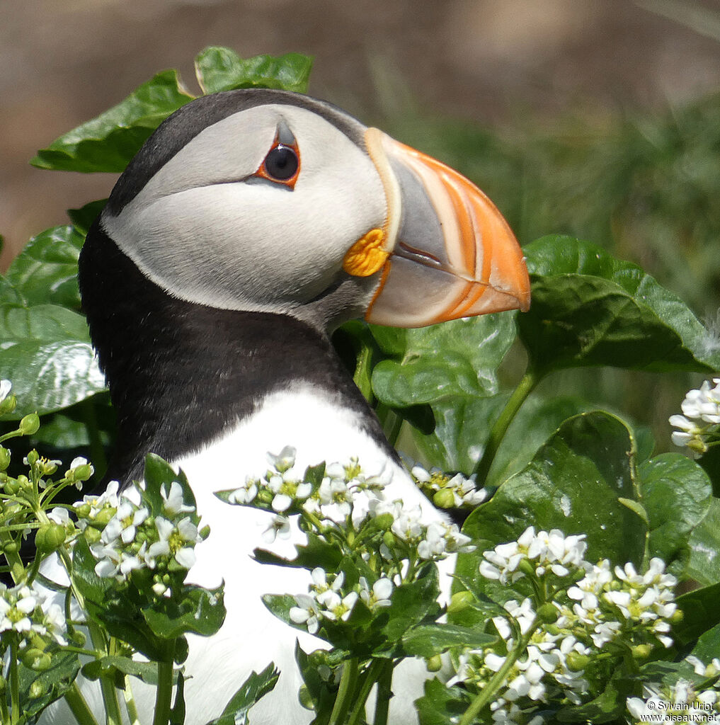 Atlantic Puffinadult