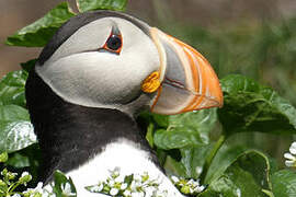 Atlantic Puffin