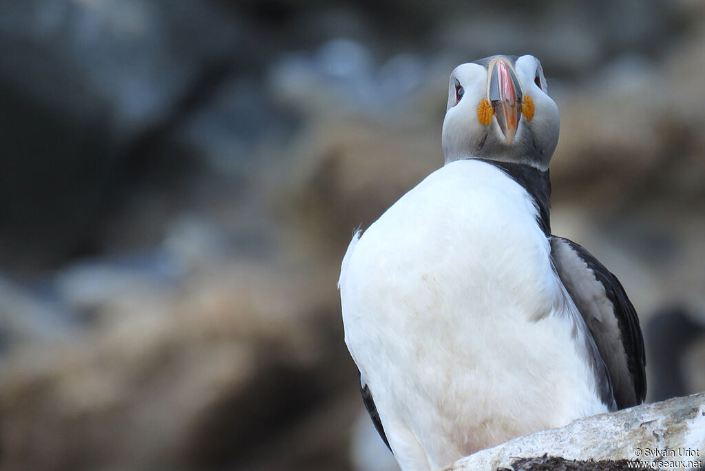 Atlantic Puffinadult