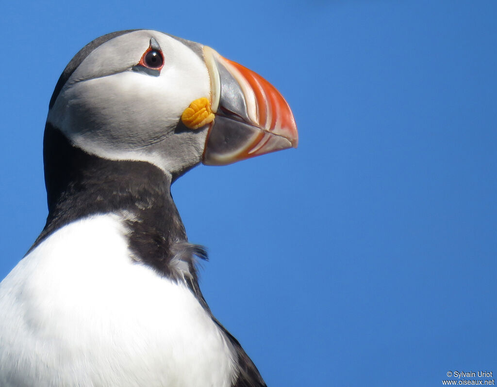 Atlantic Puffinadult