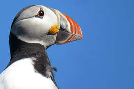 Atlantic Puffin