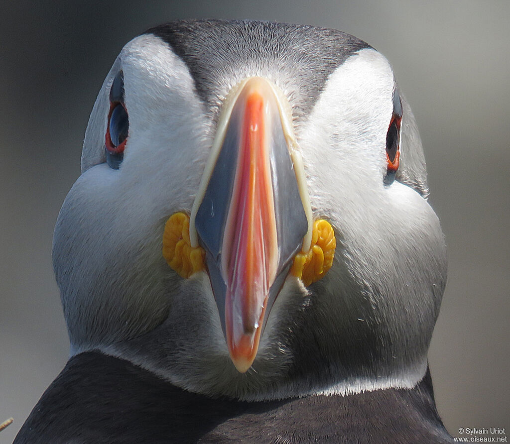 Atlantic Puffinadult