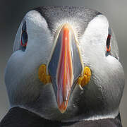 Atlantic Puffin