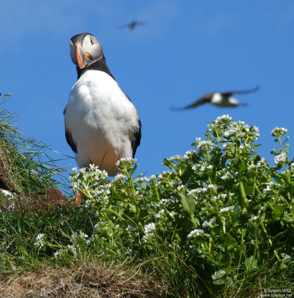 Atlantic Puffinadult