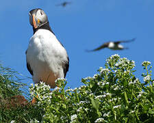 Atlantic Puffin