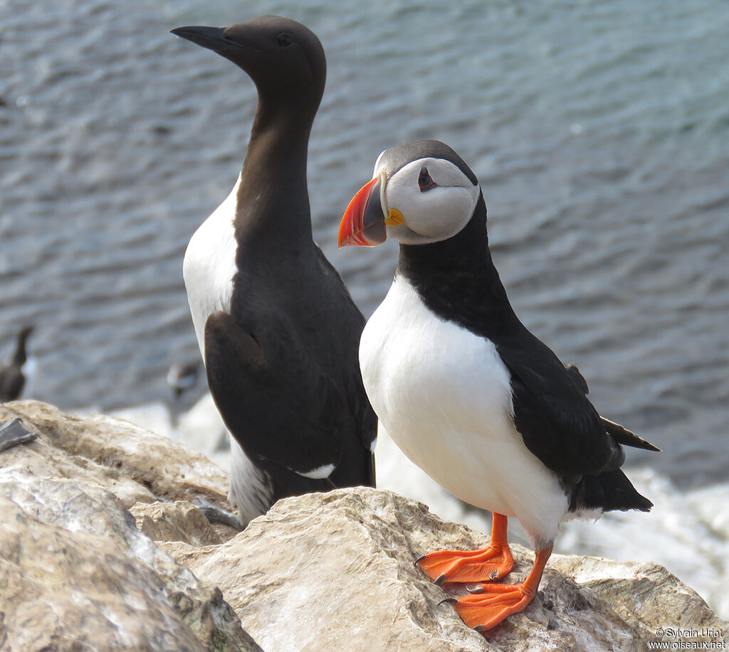 Atlantic Puffinadult