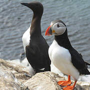 Atlantic Puffin