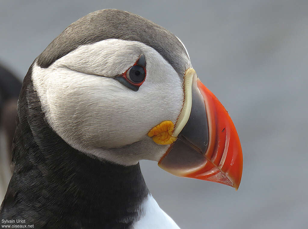 Atlantic Puffinadult, close-up portrait, pigmentation