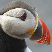 Atlantic Puffin