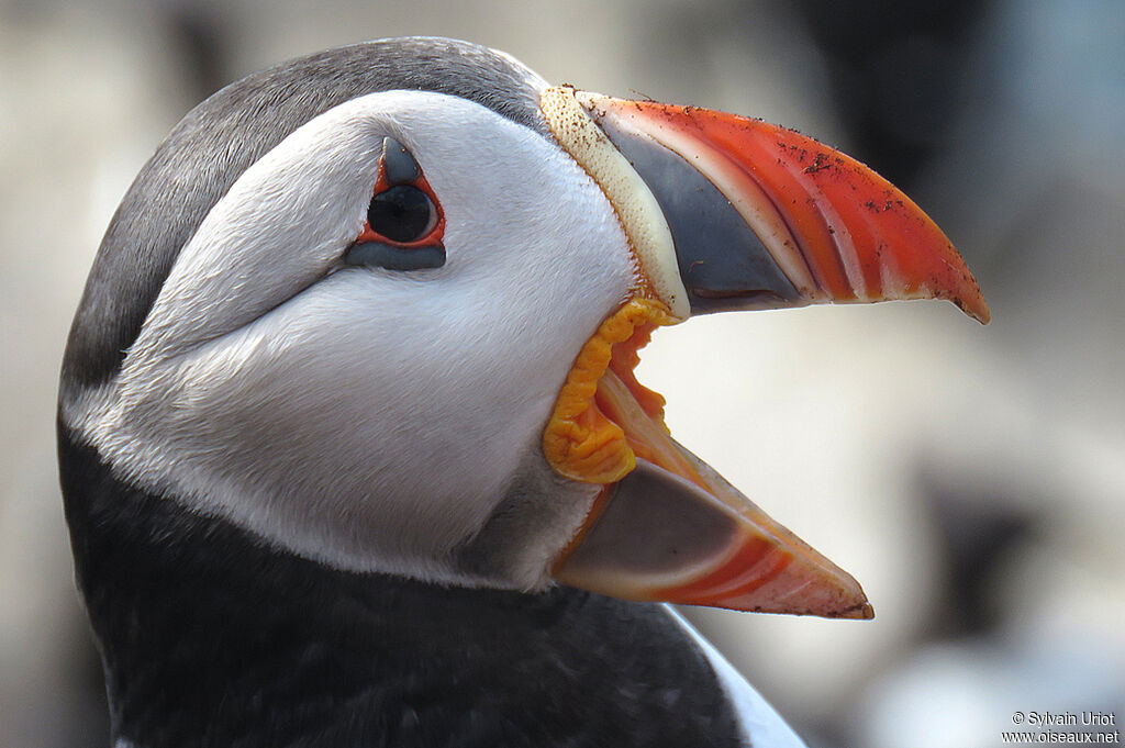 Atlantic Puffinadult