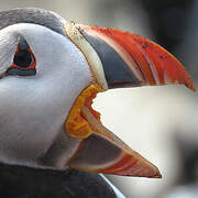 Atlantic Puffin