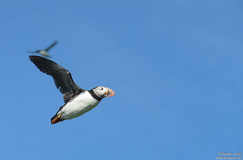 Atlantic Puffinadult