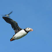 Atlantic Puffin