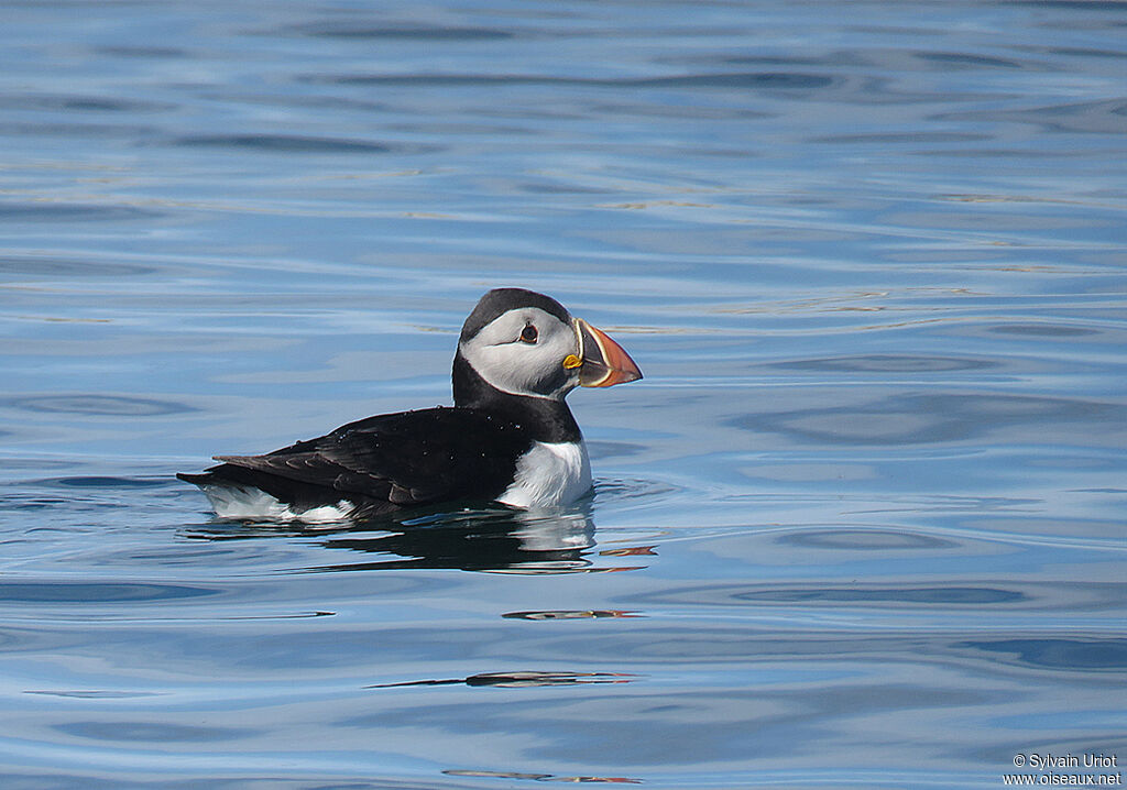 Atlantic Puffinadult