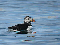 Atlantic Puffin