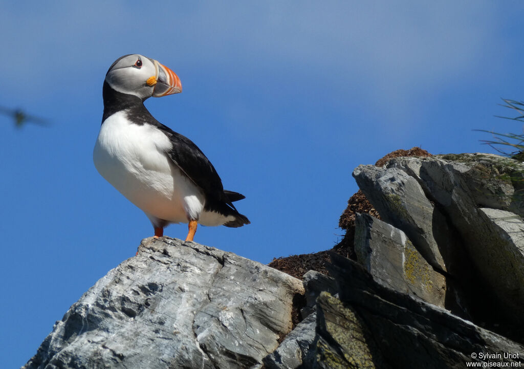 Atlantic Puffinadult