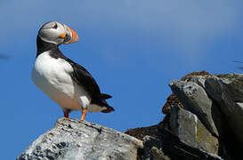 Atlantic Puffin