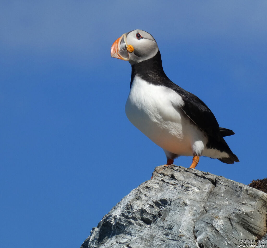 Atlantic Puffinadult