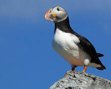 Atlantic Puffin