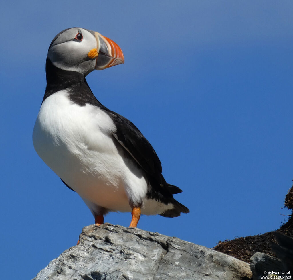 Atlantic Puffinadult