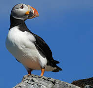 Atlantic Puffin