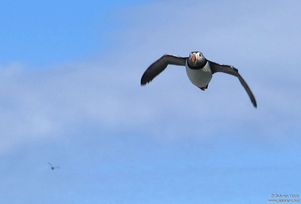 Atlantic Puffinadult