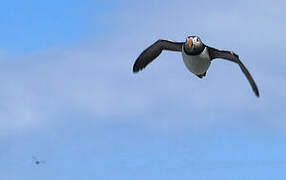 Atlantic Puffin