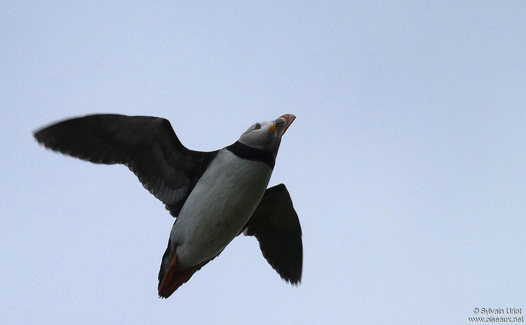 Atlantic Puffinadult