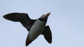 Atlantic Puffin