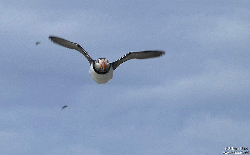 Atlantic Puffinadult